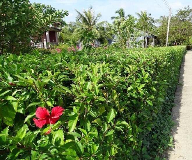 Cây dâm bụt vốn làm hàng rào, nay thành đặc sản lạ miệng 