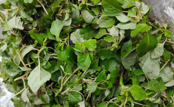 Cây hoang dã phát triển ở khắp mọi nơi như amp;#34; Truong thoam rau;