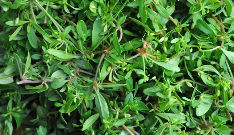 Cây dại mọc ven đường xưa không ai ngó ngàng, nay thành đặc sản có hương vị lạ được ưa chuộng, 60.000 đồng/kg - 4