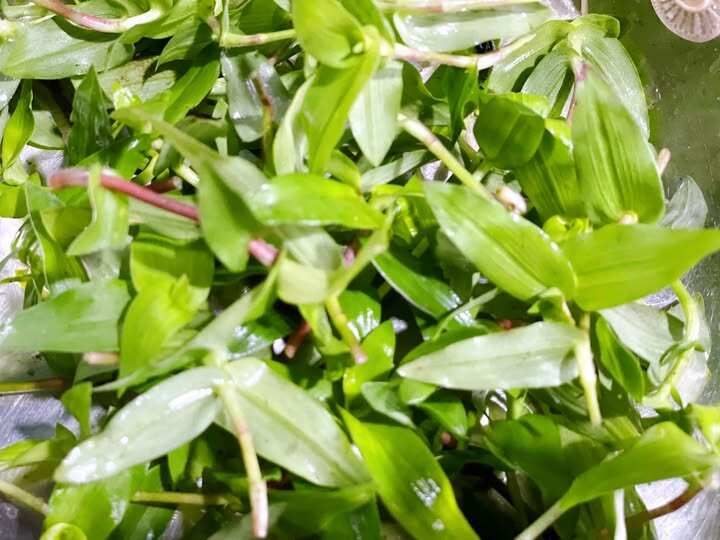 Cây dại mọc ở bờ mương xưa hái cho lợn gà ăn, nay thành đặc sản người thành phố ưa chuộng vì hương vị lạ, 80.000 đồng/kg - 2