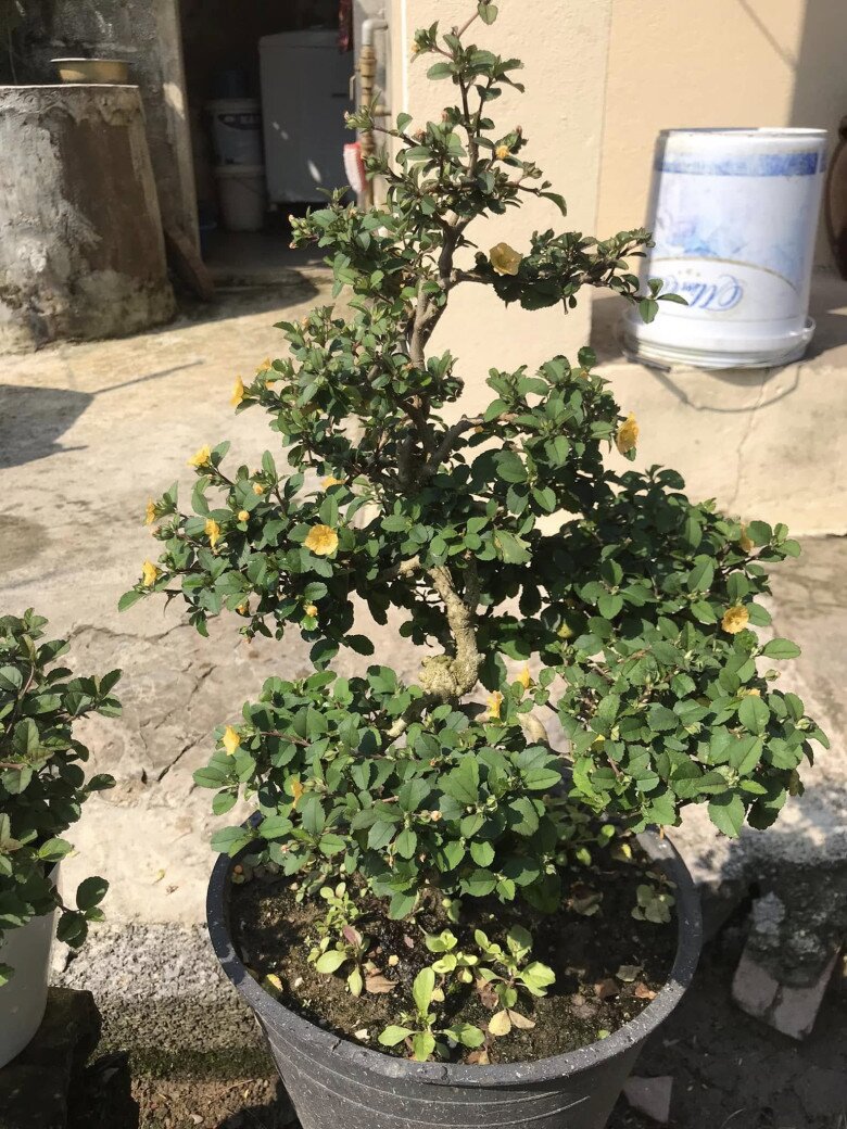 Cây hoa mọc dại ven đường lên chậu thành bonsai, trưng trong nhà hay ban công đều đẹp lạ, người trồng kiếm tiền triệu - 5
