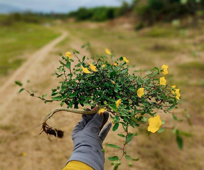 Cây hoa ké có thân nhỏ nhưng dễ tạo dáng