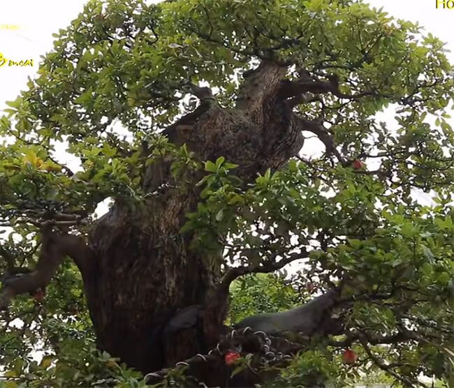 Cây mọc dại tỏa mùi thơm đặc biệt, nay thành bonsai vừa đẹp vừa mang lại nhiều phước lành, có cây giá 120 tỷ - 2