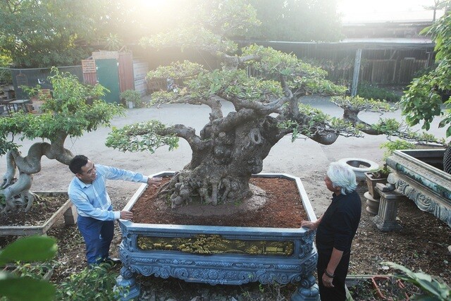 Cây mọc dại tỏa mùi thơm đặc biệt, nay thành bonsai vừa đẹp vừa mang lại nhiều phước lành, có cây giá 120 tỷ - 3