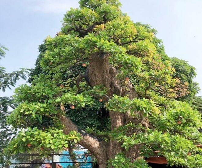 Cây mọc dại tỏa mùi thơm đặc biệt, nay thành bonsai vừa đẹp vừa mang lại nhiều phước lành, có cây giá 120 tỷ - 1