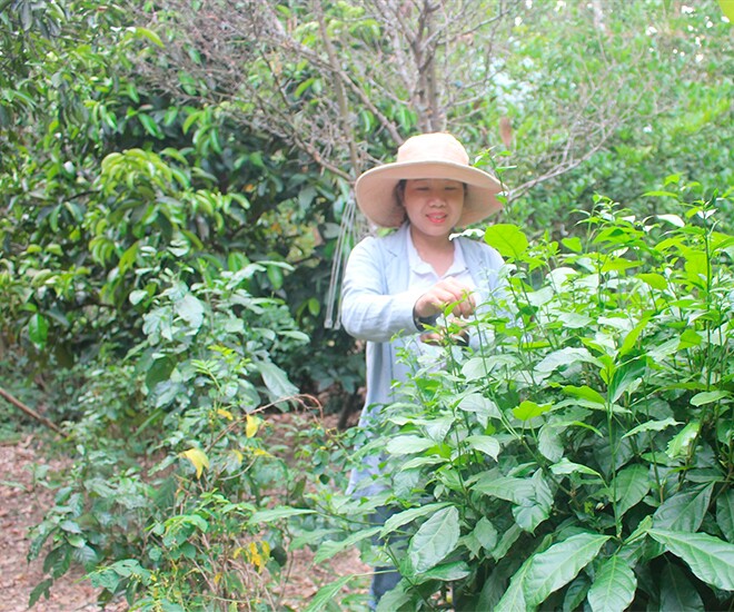 Cây dại mọc hàng rào thành đặc sản mùa hè, 70.000 đồng/kg được ưa chuộng vì hương vị lạ, có tiền cũng khó mua được - 1