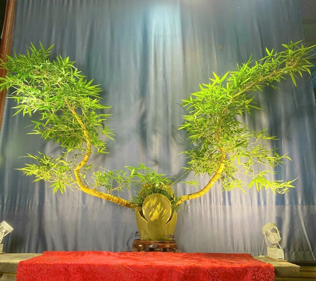 Cận cảnh chậu tre Phượng Hoàng Lửa