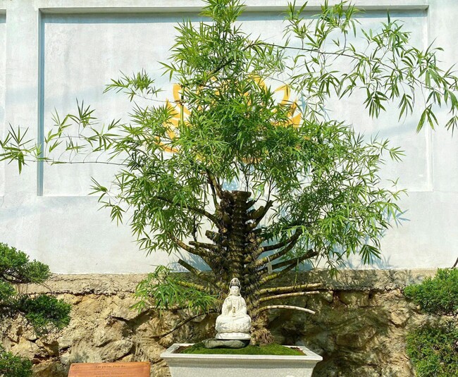 Chậu tre Phật Bà có người trả 500 triệu nhưng anh Luân chưa đồng ý chuyển nhượng