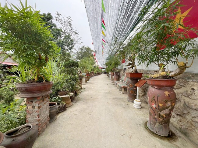 Vườn bonsai của anh Luân hiện sở hữu vài nghìn gốc tre bonsai, mỗi cây mang một dáng dấp và vẻ đẹp riêng