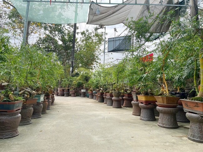 9X Bắc Giang biến cây dại mọc bờ bụi ở làng quê thành kiệt tác bonsai, có cây khách trả 500 triệu vẫn chưa đồng ý bán - 2
