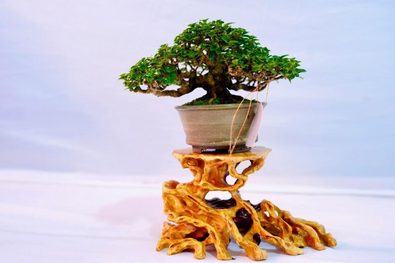 Chàng trai Đồng Tháp biến cây dại ven đường thành bonsai mini độc lạ, mỗi tháng kiếm tiền triệu, khách đặt hàng liên tục - 4