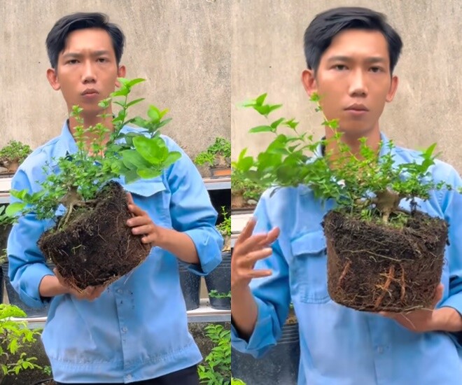 Huỳnh Văn Đức có niềm đam mê đặc biệt với những cây bonsai mini