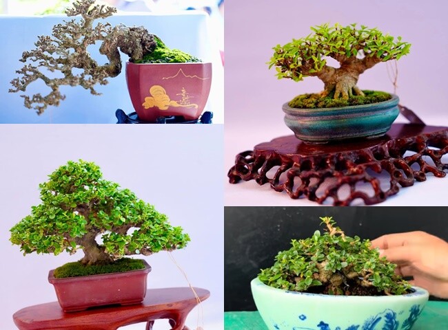 Những chậu bonsai mini nhỏ xinh có dáng thế đặc biệt