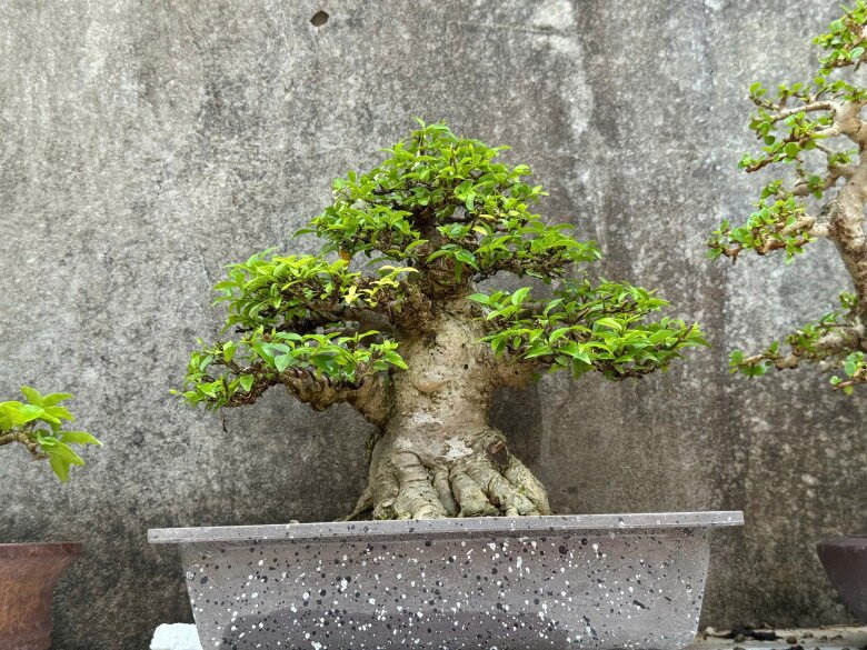 Mỗi cây anh bán ra với giá từ vài trăm ngàn đến vài triệu đồng