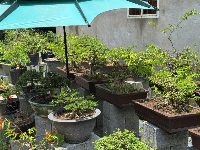 Cận cảnh vườn bonsai mini của Đức