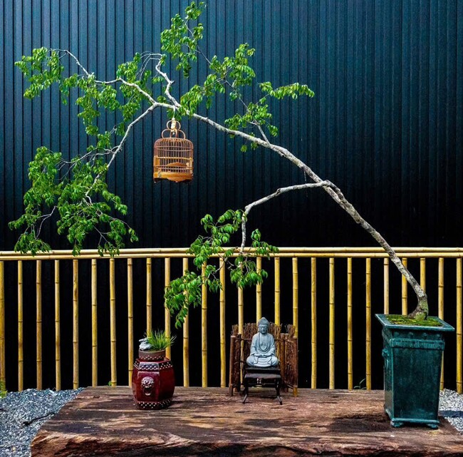 Chàng cử nhân mạnh dạn bỏ việc, kiếm đều tay hơn 20 triệu đồng/tháng nhờ khởi nghiệp với bonsai mini phòng trà độc lạ - 2
