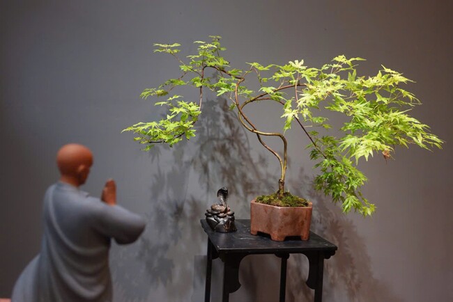 Chàng cử nhân mạnh dạn bỏ việc, kiếm đều tay hơn 20 triệu đồng/tháng nhờ khởi nghiệp với bonsai mini phòng trà độc lạ - 3