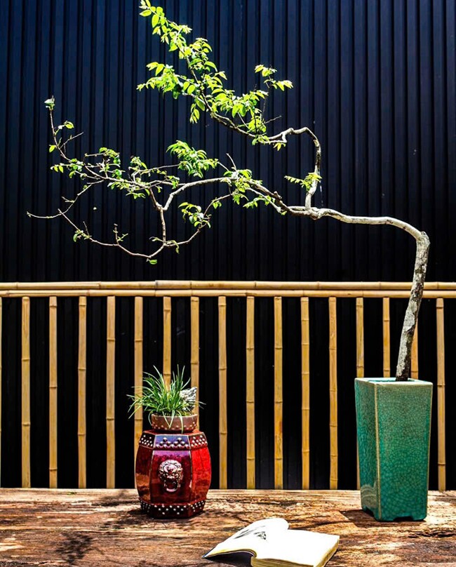 Chàng cử nhân mạnh dạn bỏ việc, kiếm đều tay hơn 20 triệu đồng/tháng nhờ khởi nghiệp với bonsai mini phòng trà độc lạ - 6