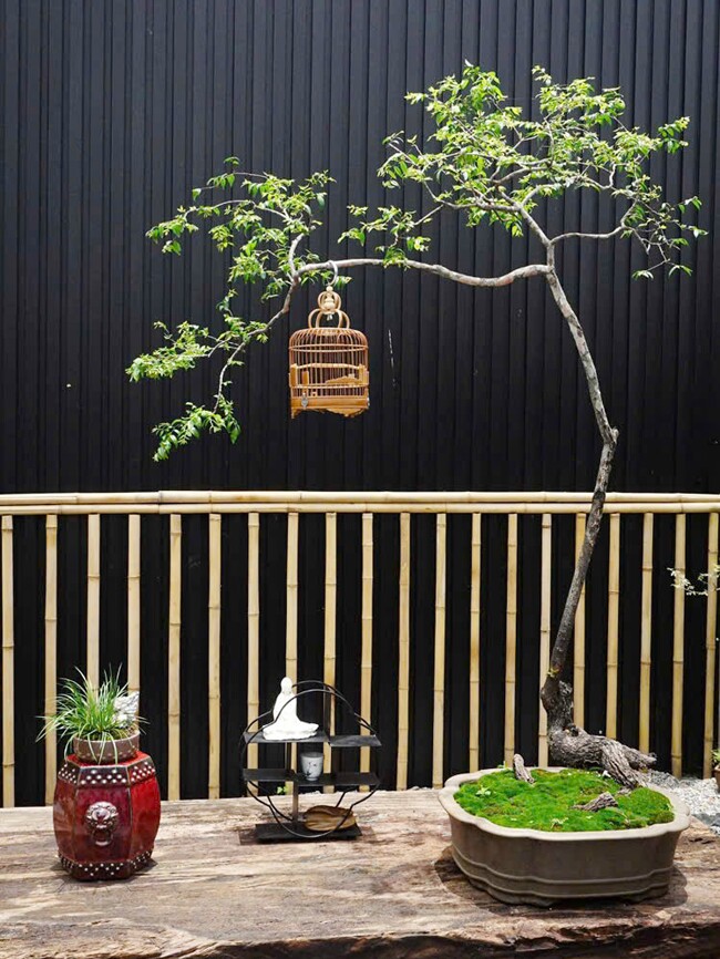 Chàng cử nhân mạnh dạn bỏ việc, kiếm đều tay hơn 20 triệu đồng/tháng nhờ khởi nghiệp với bonsai mini phòng trà độc lạ - 4