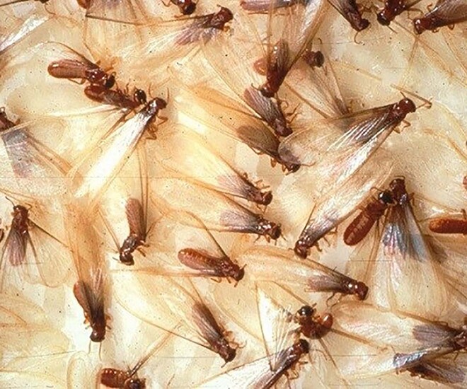 Khoảng tháng 5 âm lịch là thời điểm mối cánh xuất hiện nhiều