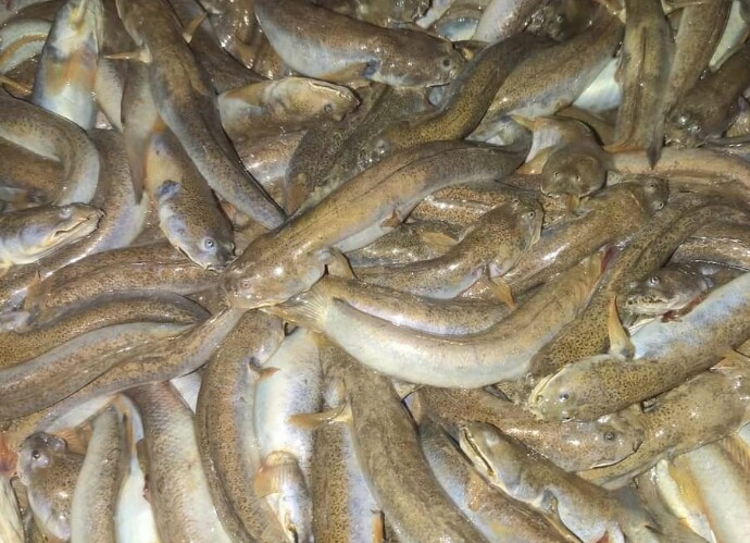 Đặc sản chỉ có ở Thanh Hóa nghe tên rất lạ, xưa cho lợn gà ăn nay thành món khoái khẩu ở thành phố, 300.000 đồng/kg - 3