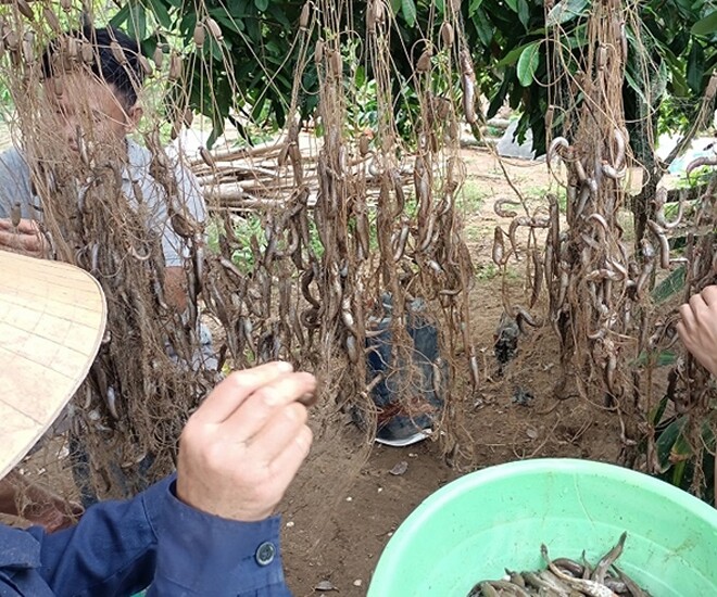 Đặc sản chỉ có ở Thanh Hóa nghe tên rất lạ, xưa cho lợn gà ăn nay thành món khoái khẩu ở thành phố, 300.000 đồng/kg - 1