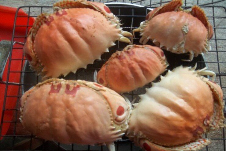 Loài này thịt thơm ngon như cua ghẹ, giòn rụm