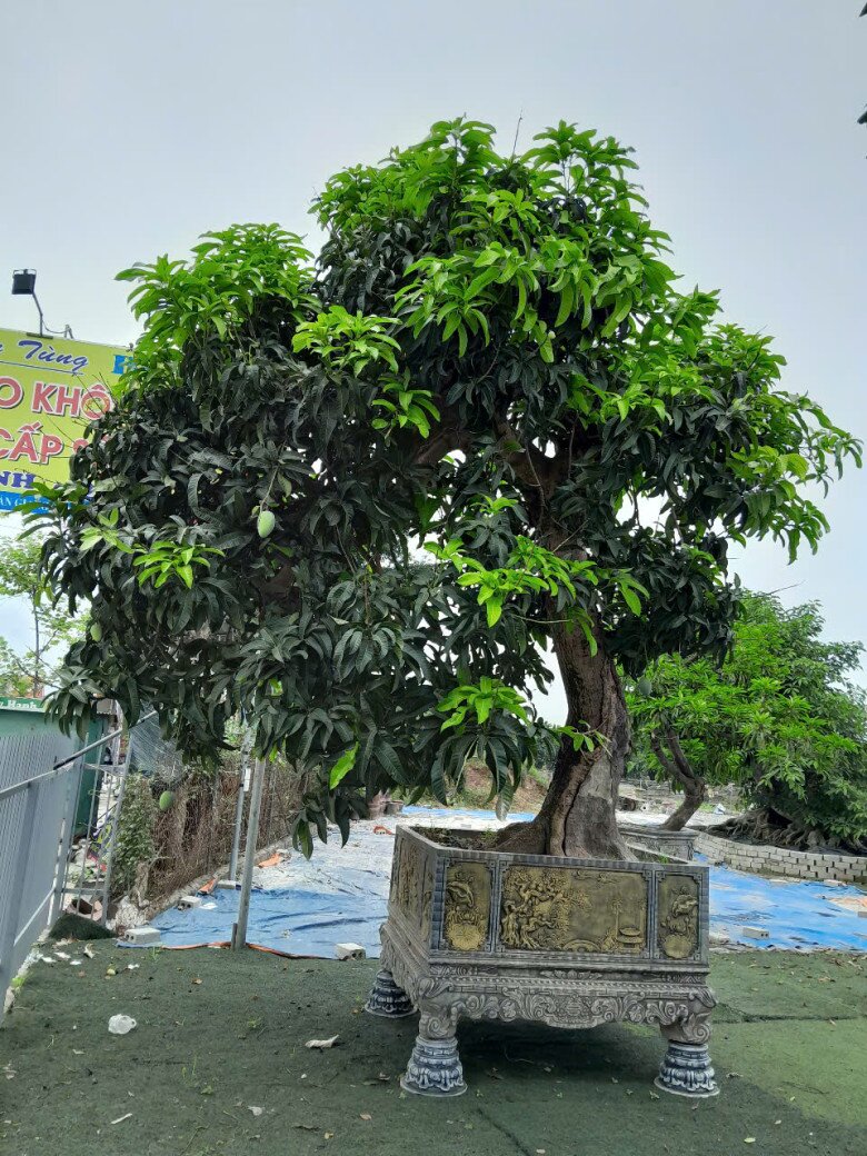 Cận cảnh bonsai xoài đang ra quả đẹp mắt