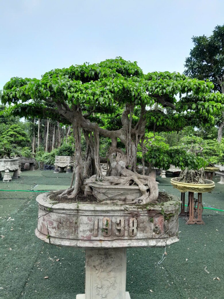 amp;#34;Đại giaamp;#34; Hưng Yên biến cây dại thành bonsai, sở hữu vườn 5.000m2 toàn bonsai cổ siêu khủng, có cây bán giá 5 tỷ đồng - 2