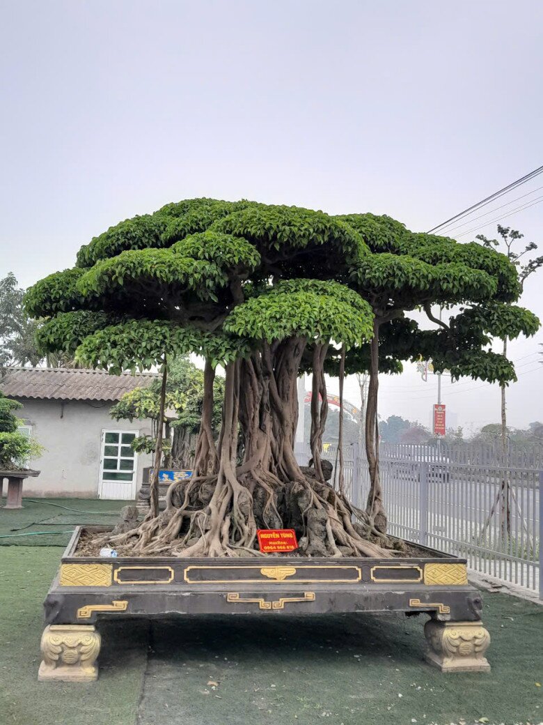 2 tác phẩm sanh cổ trong vườn bonsai của anh Tùng
