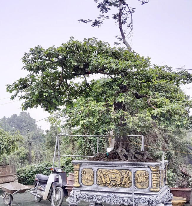 Anh Tùng đang chăm cây thị cho nó ra quả, có khách trả 2 tỷ nhưng anh chưa đồng ý bán 