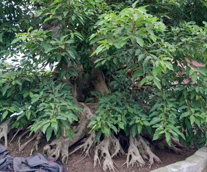 Trong vườn của anh Tùng có khoảng 30 chậu sung với các dáng thế khác nhau
