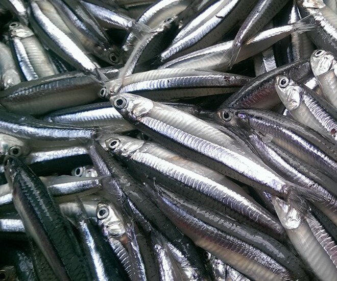 Loại cá bán đầy chợ giàu canxi gấp 25 lần cá hồi, làm thành đủ món đặc sản thanh mát mùa hè, tốt cho sức khỏe mẹ bầu - 1