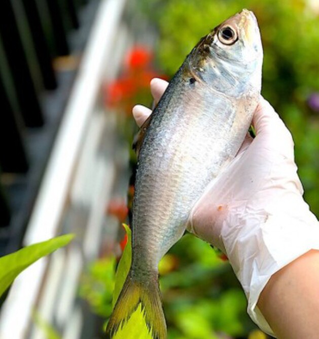 Loại cá ở quê amp;#34;tốt hơn cá hồiamp;#34;, giá chỉ vài chục nghìn/kg thành đặc sản ở thành phố, giàu omega-3 mẹ bầu đừng bỏ qua! - 3