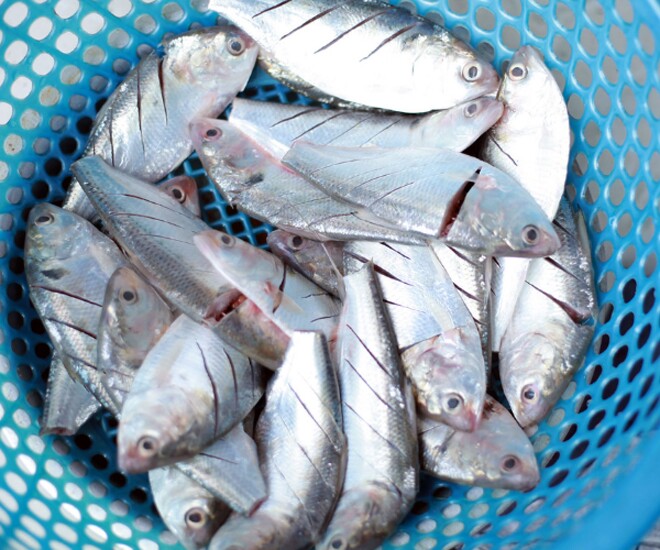 Loại cá ở quê amp;#34;tốt hơn cá hồiamp;#34;, giá chỉ vài chục nghìn/kg thành đặc sản ở thành phố, giàu omega-3 mẹ bầu đừng bỏ qua! - 1