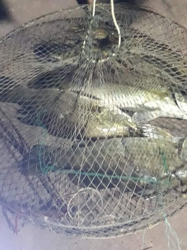 Cá chẽm được bán nhiều trên chợ mạng thời gian gần đây