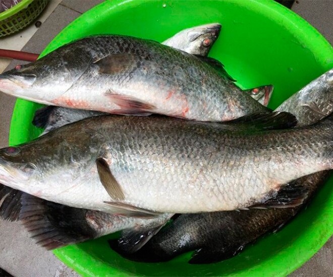 Cá chẽm được chuyên gia dinh dưỡng đánh giá tốt hơn cá hồi ở một số khía cạnh