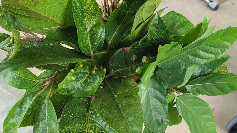 Loại lá mọc bờ rào xưa không ai ngó ngàng, nay thành món đặc sản được ưa chuộng ở thành phố, tốt cho sức khỏe - 3