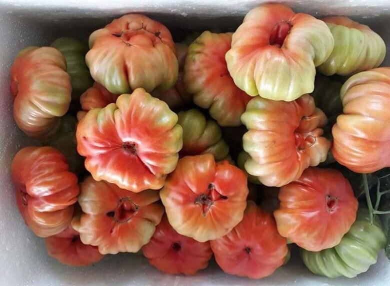 Cà chua múi có giá khoảng 60.000 đồng/kg