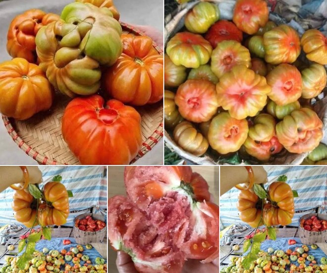 Cà chua múi mới xuất hiện trên thị trường vài năm trở lại đây