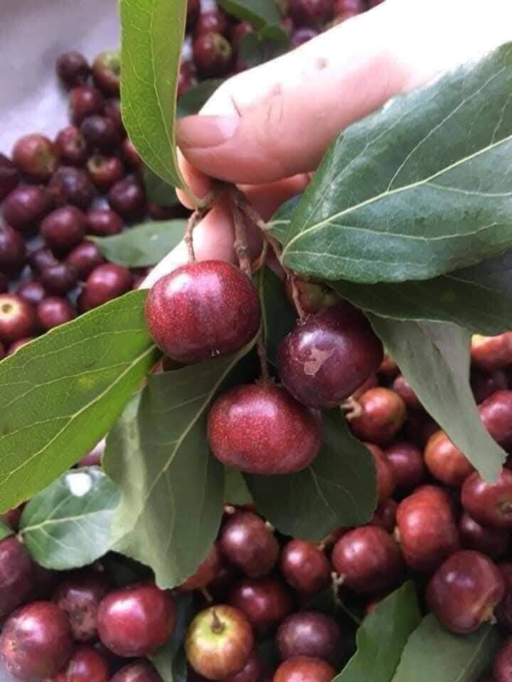 Quả này chỉ kéo dài trong 1-2 tháng