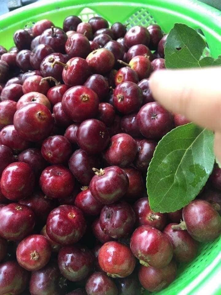 Trước khi ăn trái bù quân nên nắn cho mềm đều để quả ngọt hơn và không còn độ chát ở vỏ