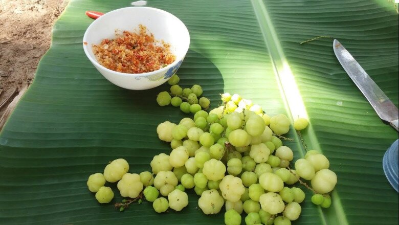 Loại quả mọc bờ rào xưa không ai ngó ngàng, nay thành đặc sản dân thành phố amp;#34;săn lùngamp;#34; vì hương vị đặc biệt, 100.000 đồng/kg - 2