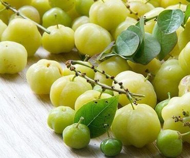 Chùm ruột mọc lúc lỉu từ thân đến ngọn mỗi khi đến mùa