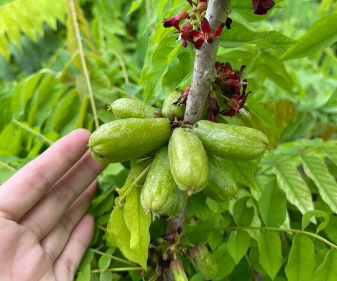 Quả khế tàu có hình dáng khác hẳn với trái khế thông thường