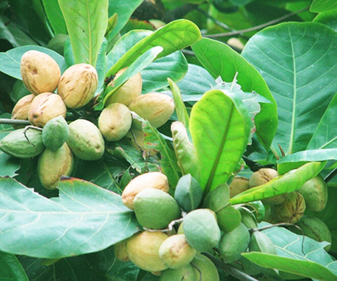 Trái bàng vốn rụng đầy đường, chỉ để làm cảnh, nay thành đặc sản nổi tiếng tại Côn Đảo, nhiều người tìm ăn thử