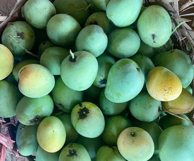 Xoài tròn là giống xoài cổ của Yên Châu, còn được gọi là xoài trứng