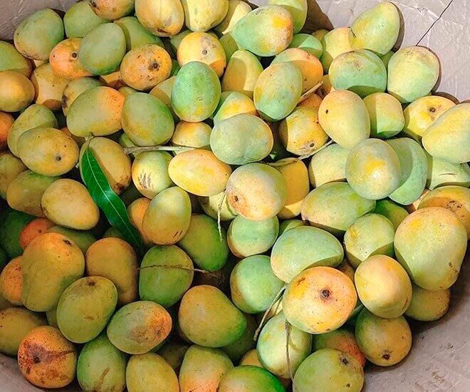 Giống xoài cổ này có mùi thơm nức mũi, dày thịt và ít xơ