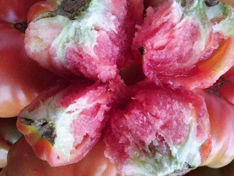 Loại quả xưa không ai ngó ngàng, nay thành đặc sản được ưa chuộng vào mùa hè, giàu axit folic tốt cho bà bầu - 2