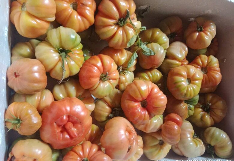 Loại quả xưa không ai ngó ngàng, nay thành đặc sản được ưa chuộng vào mùa hè, giàu axit folic tốt cho bà bầu - 4